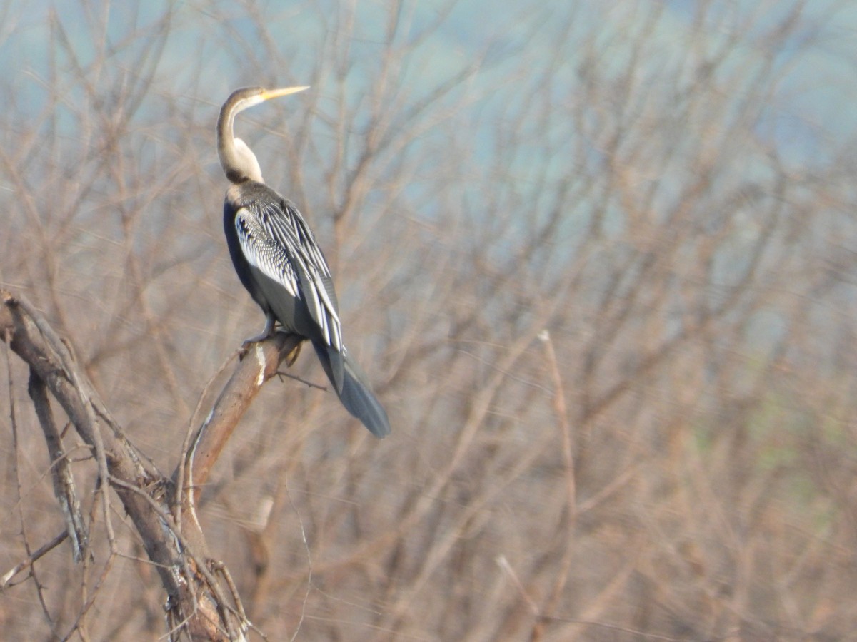 Oriental Darter - ML611659207