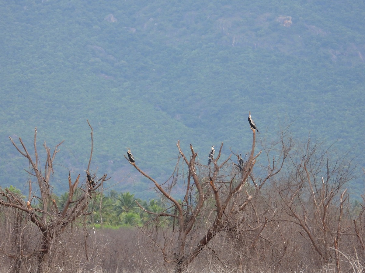 Oriental Darter - ML611659208
