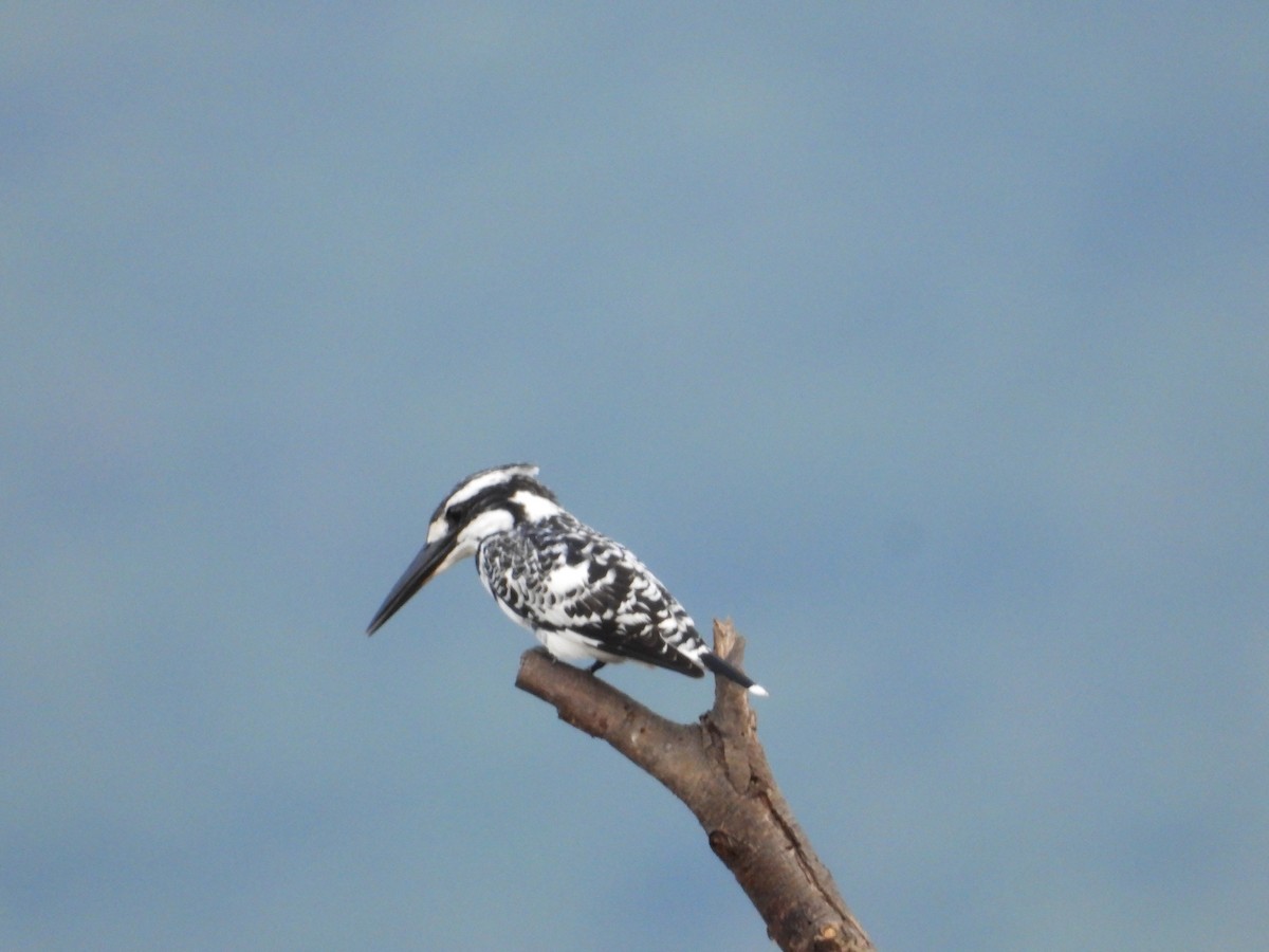 Pied Kingfisher - ML611659300