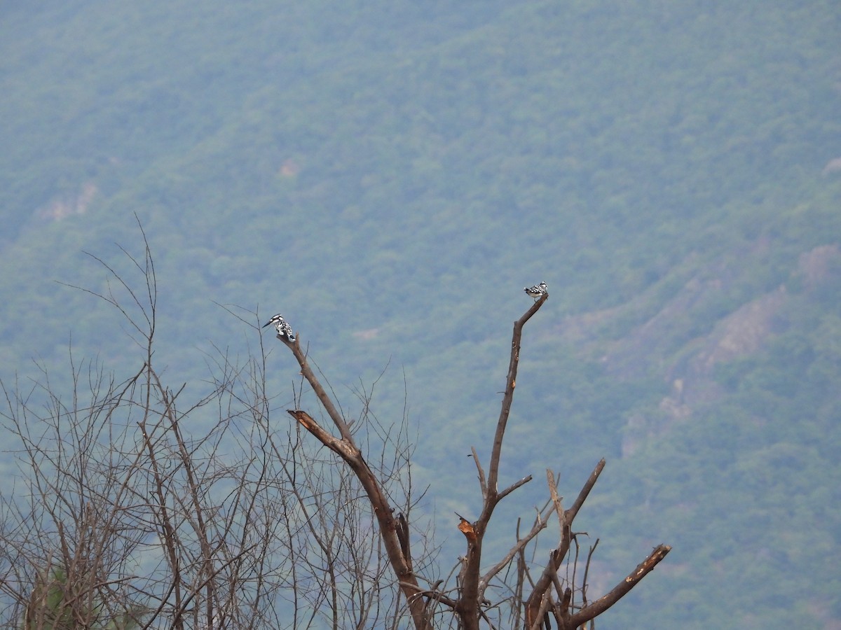 Pied Kingfisher - ML611659301