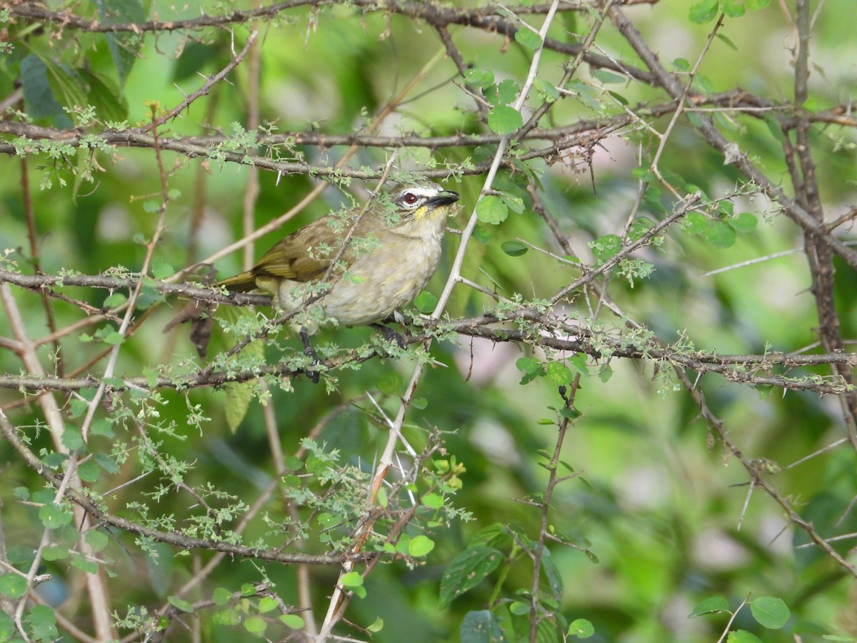 White-browed Bulbul - ML611659323