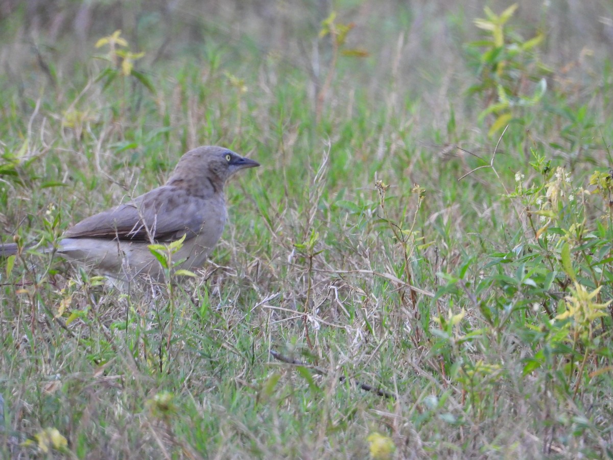 Large Gray Babbler - ML611659344