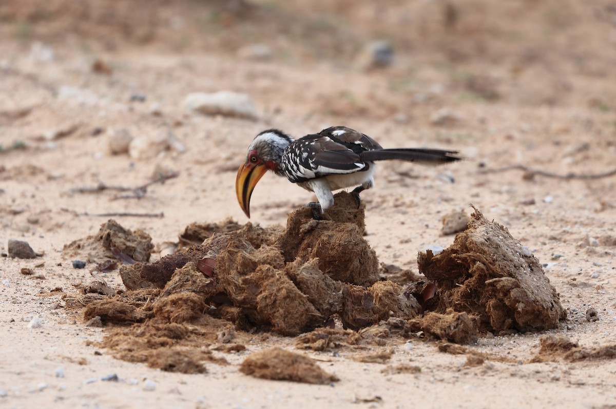 Southern Yellow-billed Hornbill - ML611659451