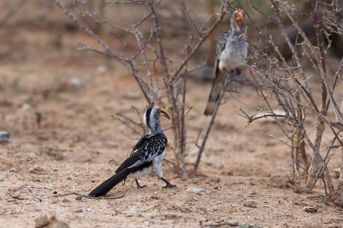 Southern Yellow-billed Hornbill - ML611659452