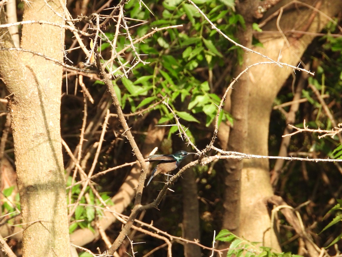 Loten's Sunbird - ML611659560