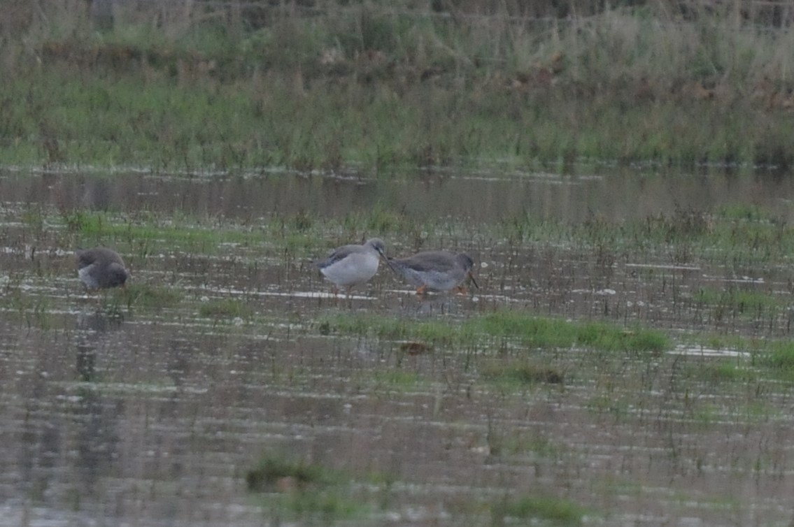 Spotted Redshank - ML611659580