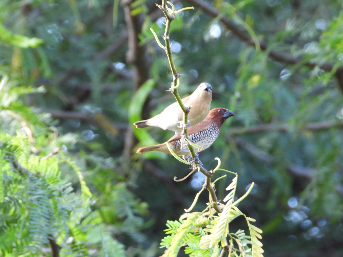 Scaly-breasted Munia - ML611659622