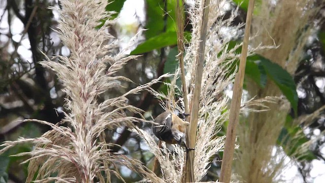 Cinereous Conebill - ML611659638