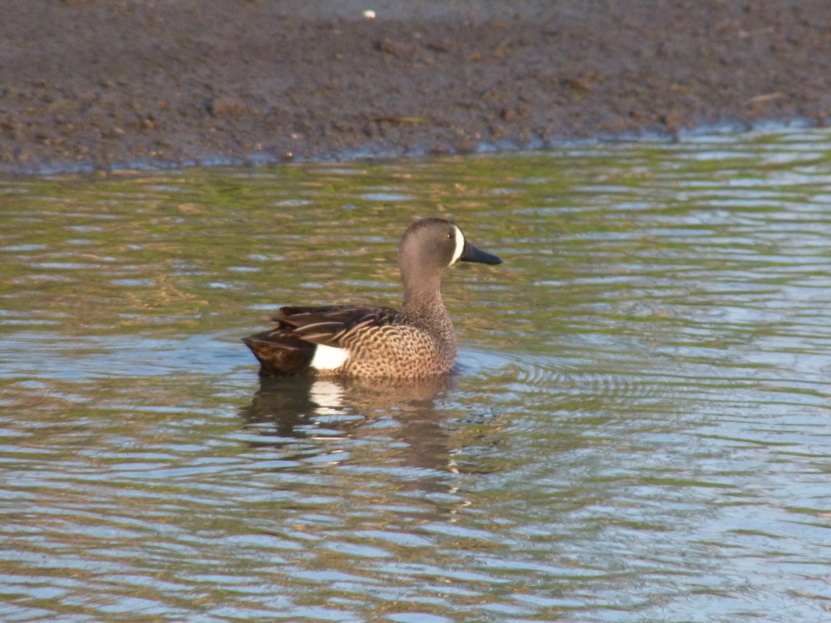 Blue-winged Teal - ML611659650