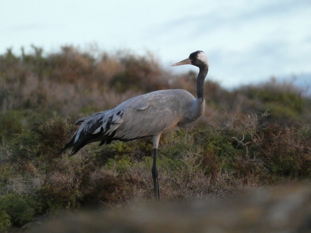 Common Crane - ML611659674