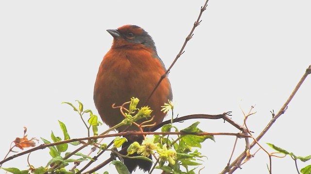 Cochabamba Mountain Finch - ML611659678