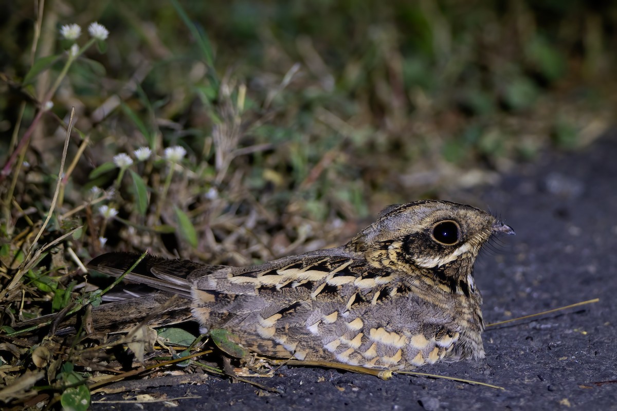 Indian Nightjar - ML611659681