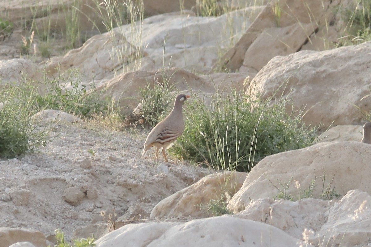 Sand Partridge - ML611659695