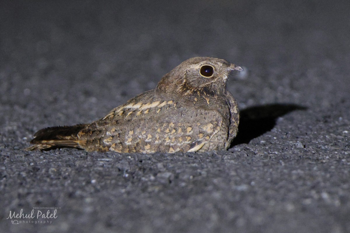 Savanna Nightjar - ML611659697