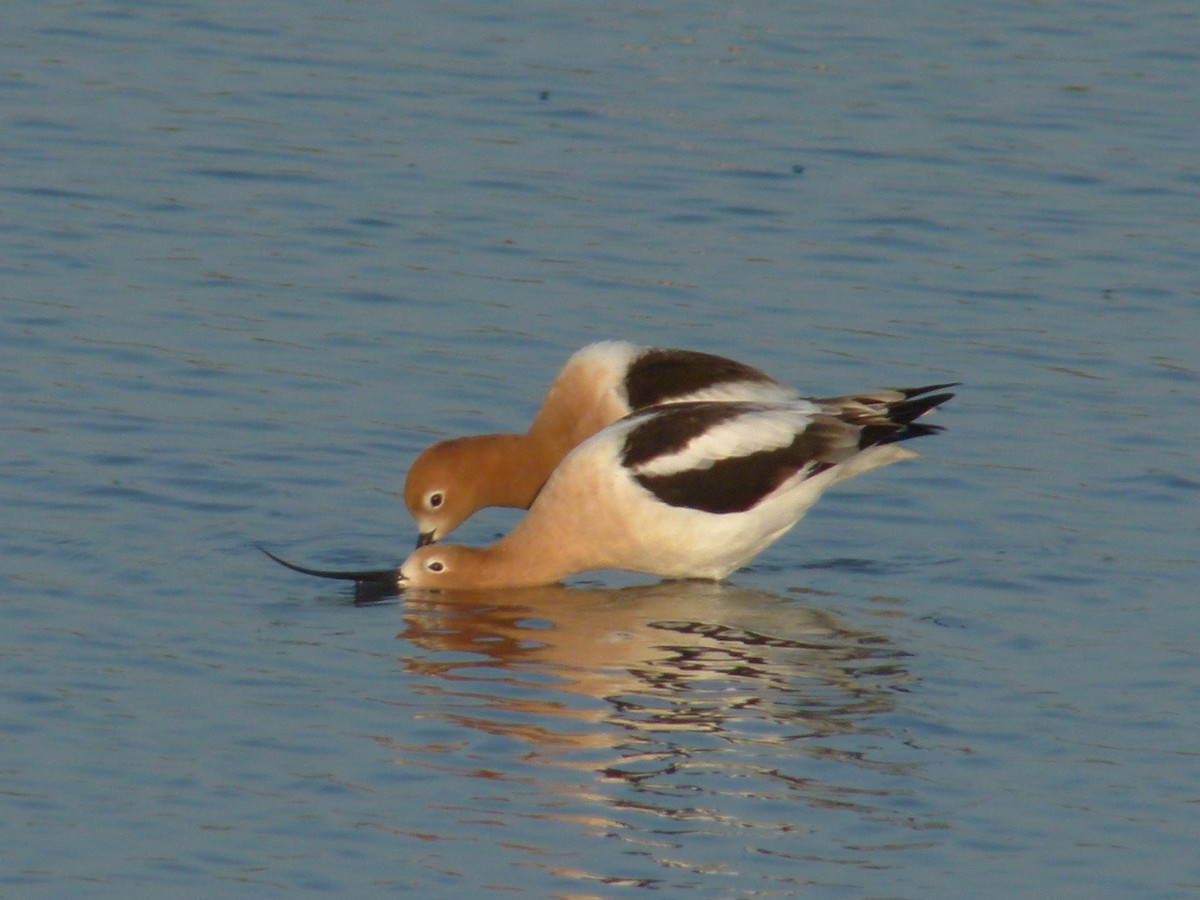 Avocette d'Amérique - ML611659704