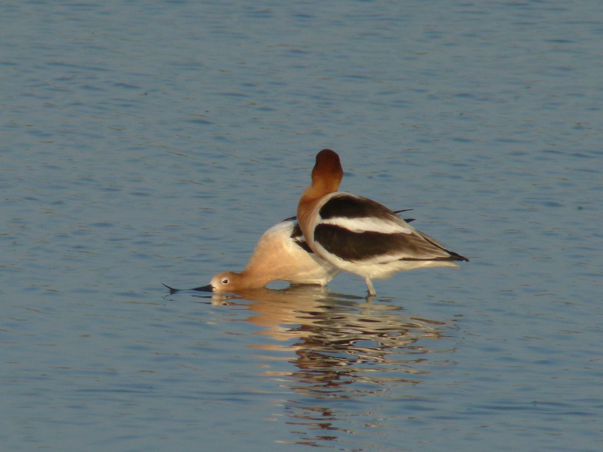 Avoceta Americana - ML611659713