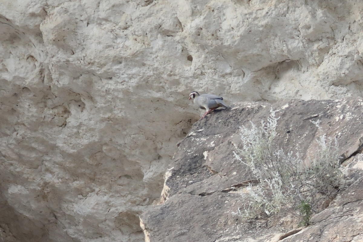 Arabian Partridge - ML611659715