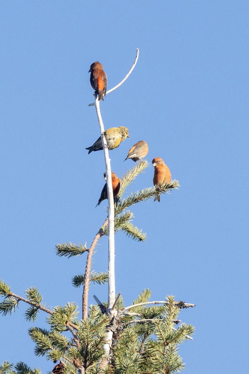 Bec-croisé des sapins - ML611659733