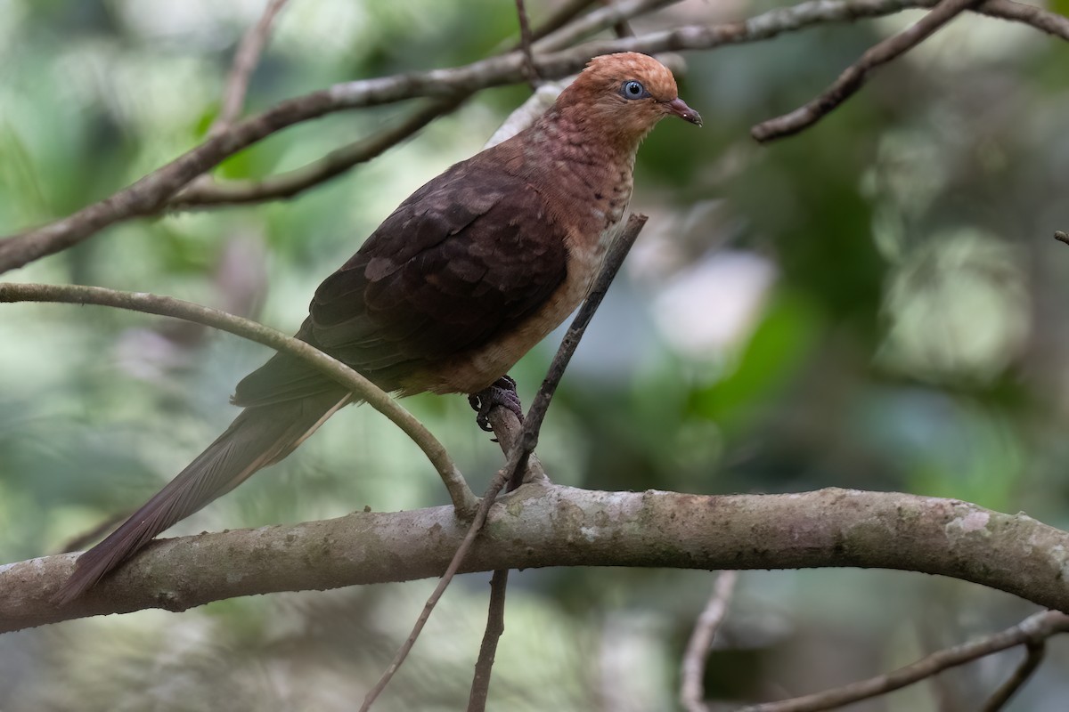 Little Cuckoo-Dove - ML611659737