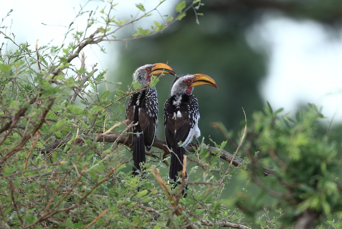 Southern Yellow-billed Hornbill - ML611659799