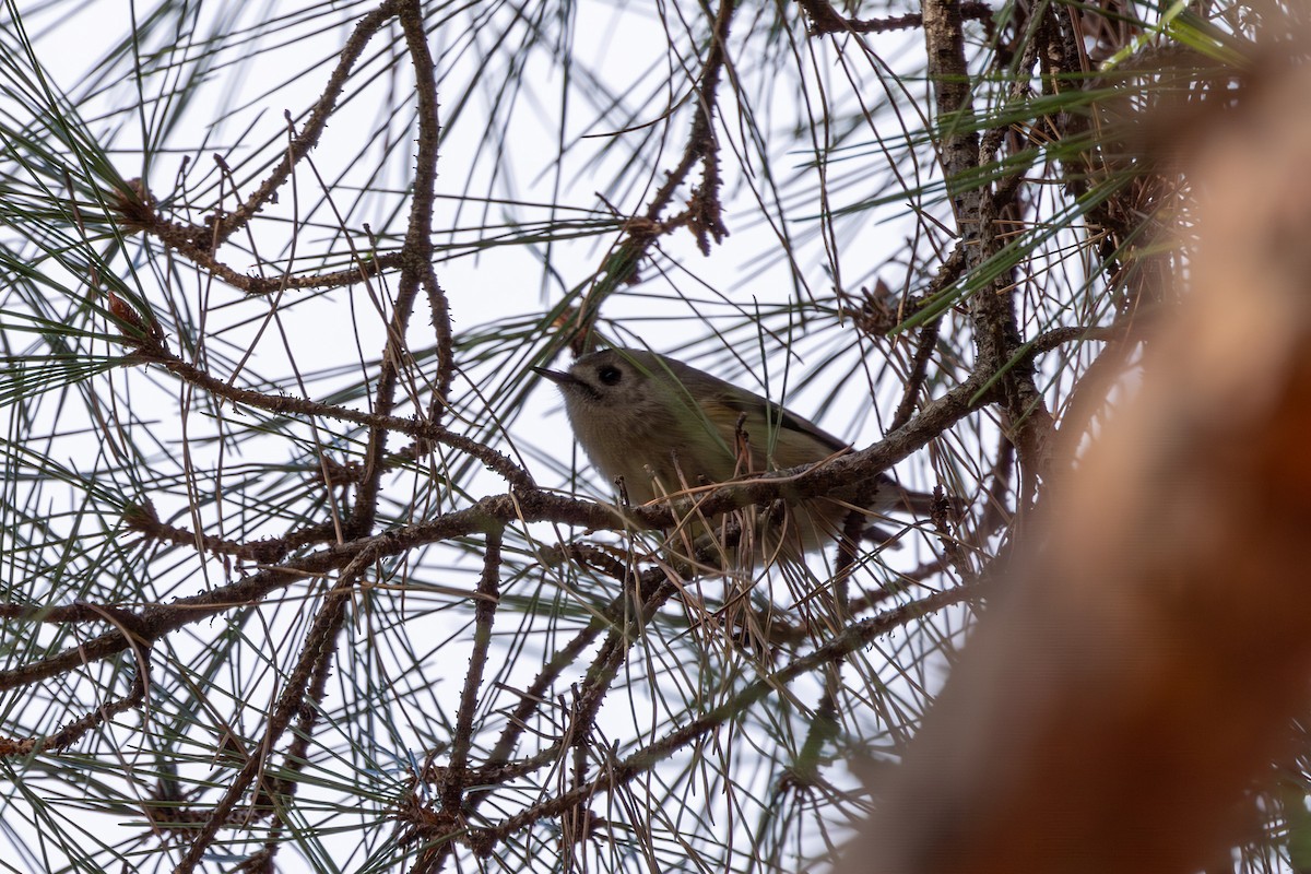 Goldcrest - ML611659819