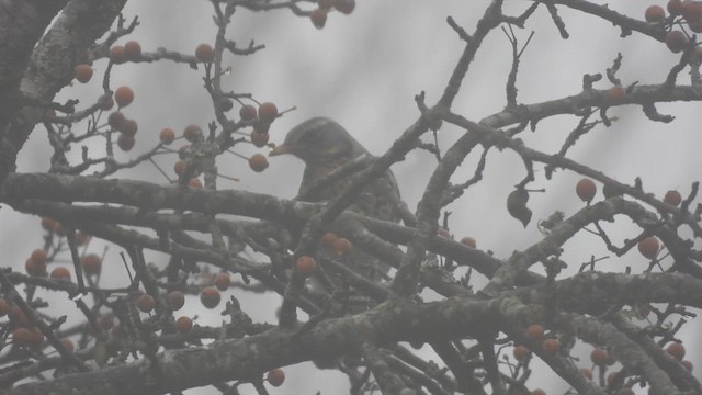 Fieldfare - ML611659888