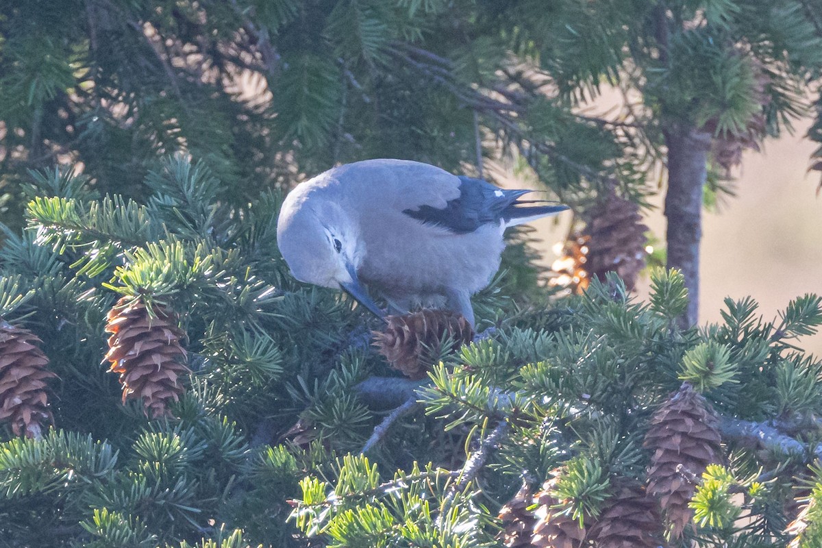 Clark's Nutcracker - ML611659896