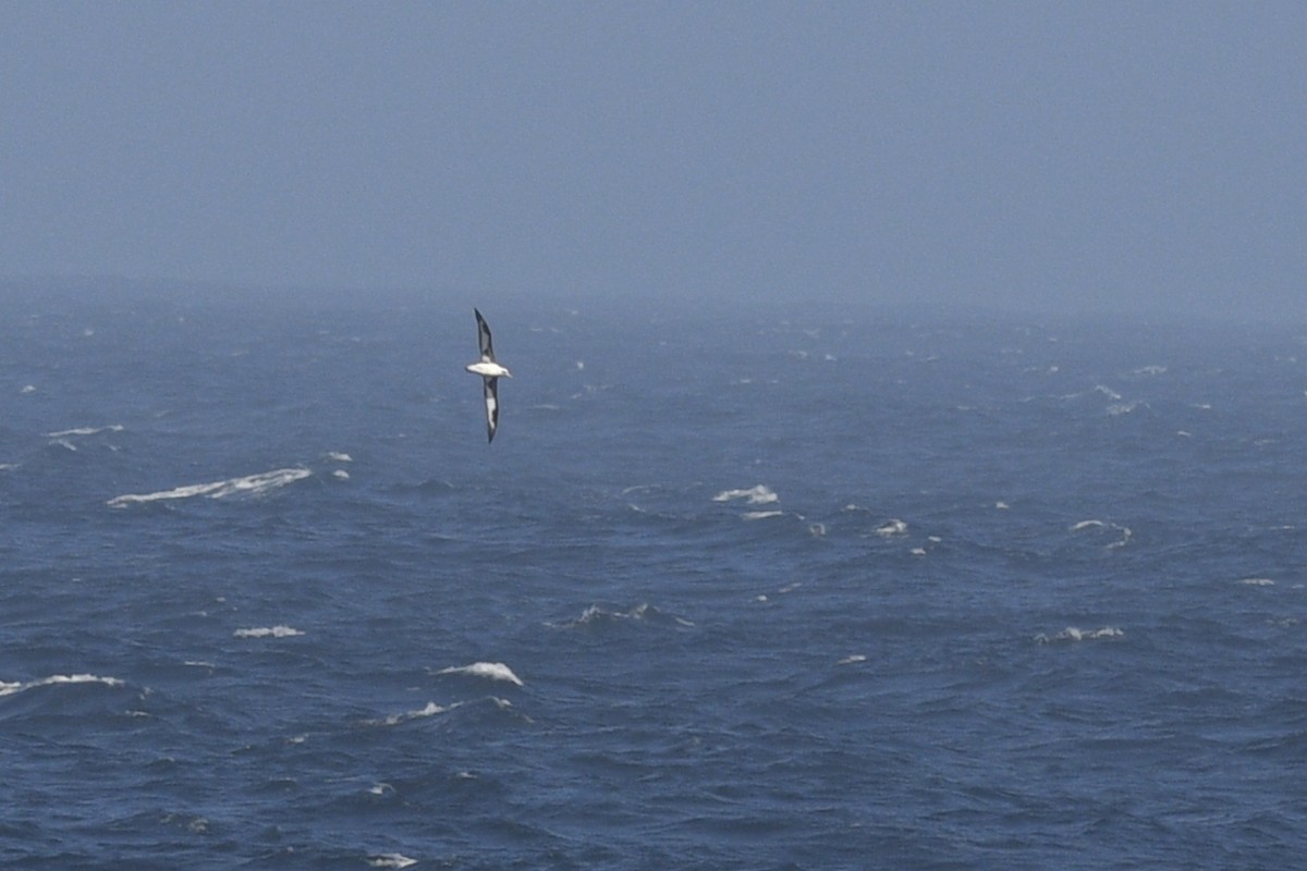 Albatros de Laysan - ML611659928