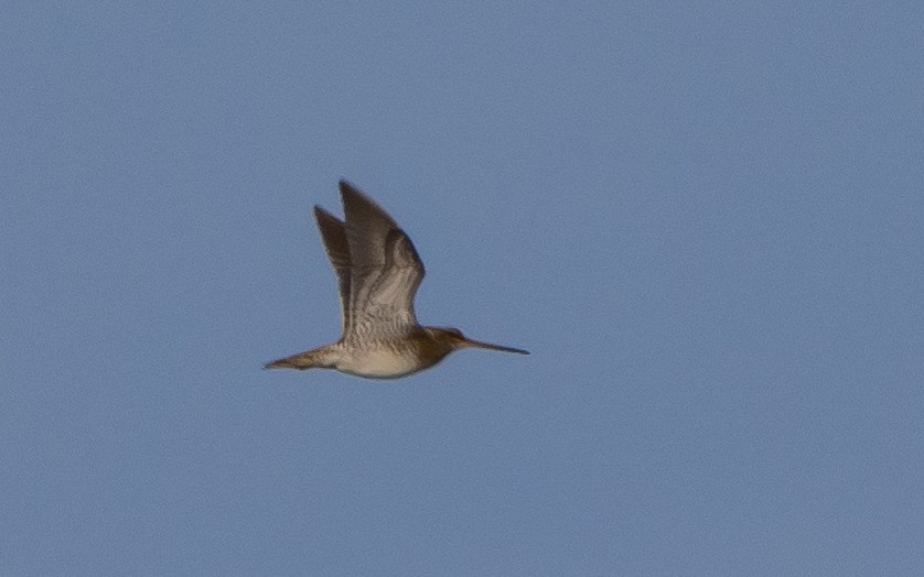 Common Snipe - ML611659937