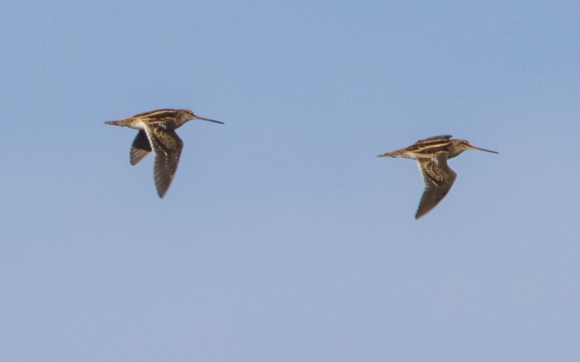 Common Snipe - ML611659938