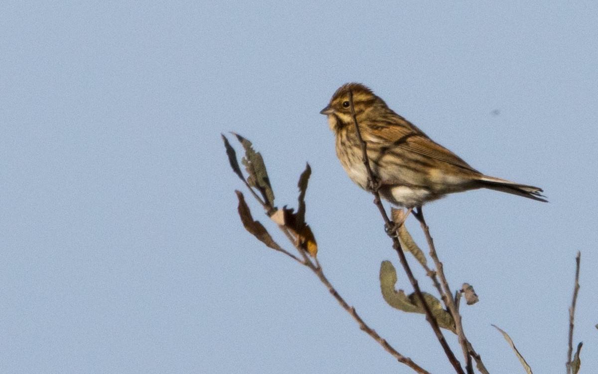 Reed Bunting - ML611659959