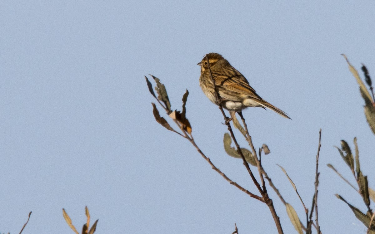 Reed Bunting - ML611659960