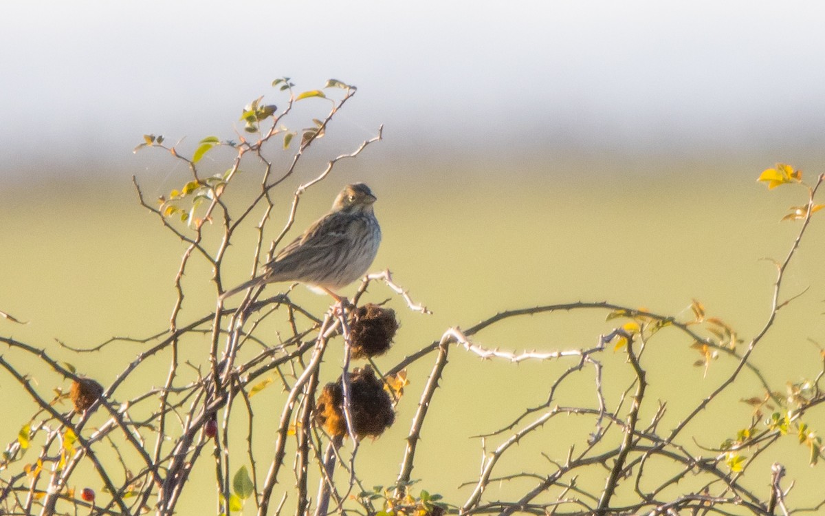 Corn Bunting - ML611659968