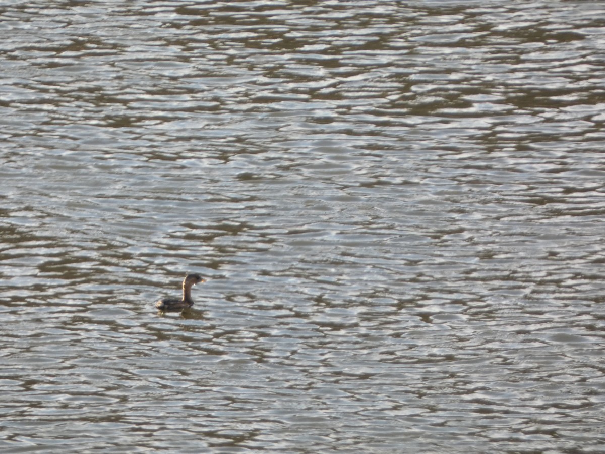 Little Grebe - ML611659969