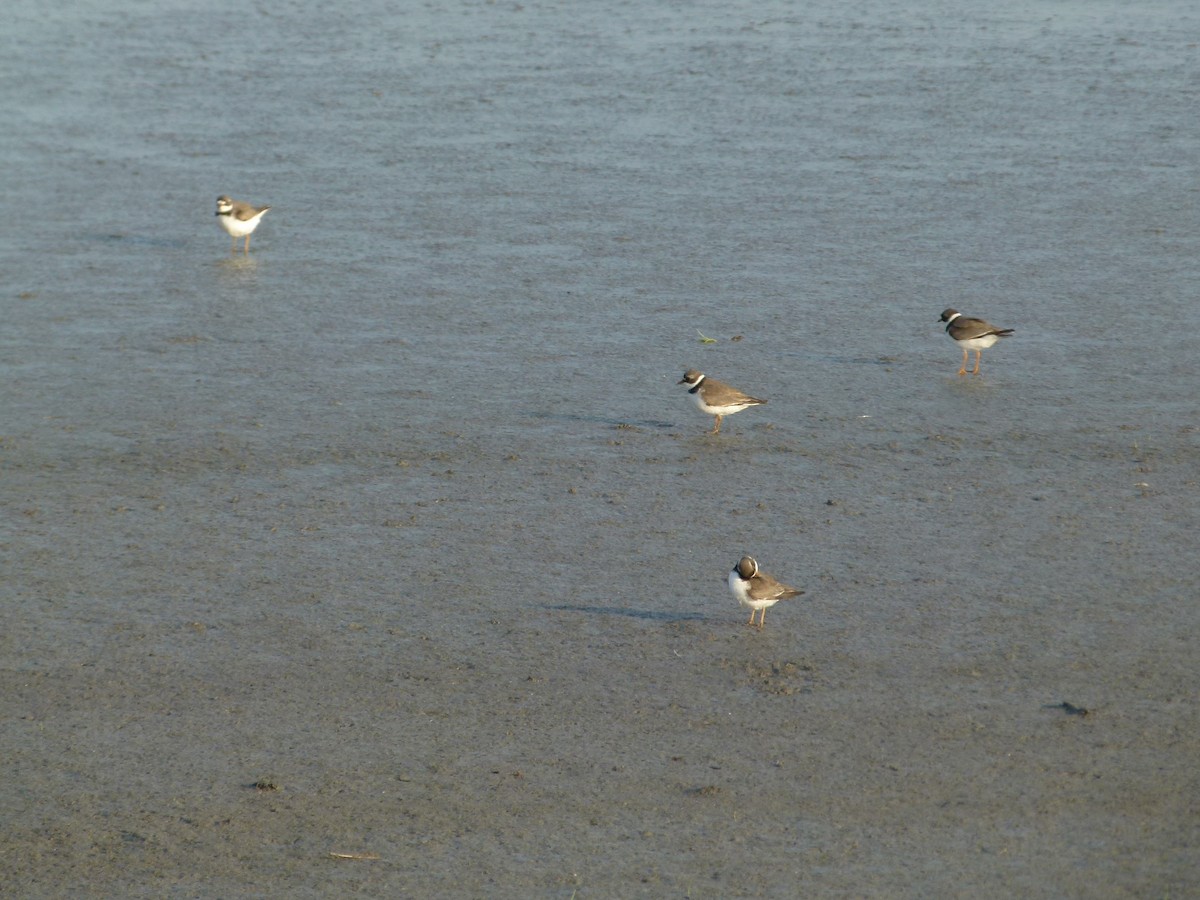 Semipalmated Plover - ML611659970