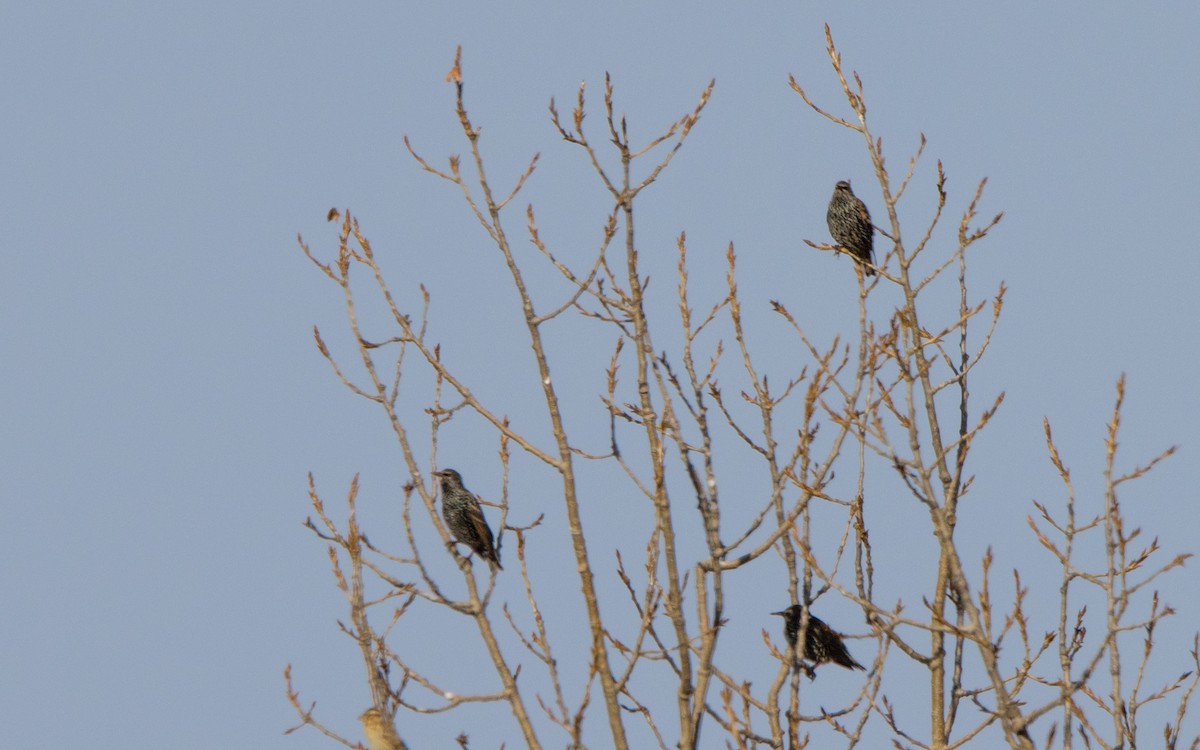 European Starling - ML611659974