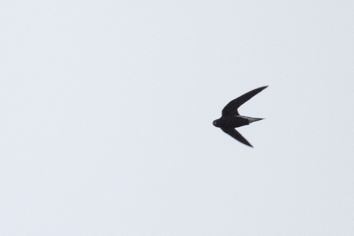 Brown-backed Needletail - ML611659975