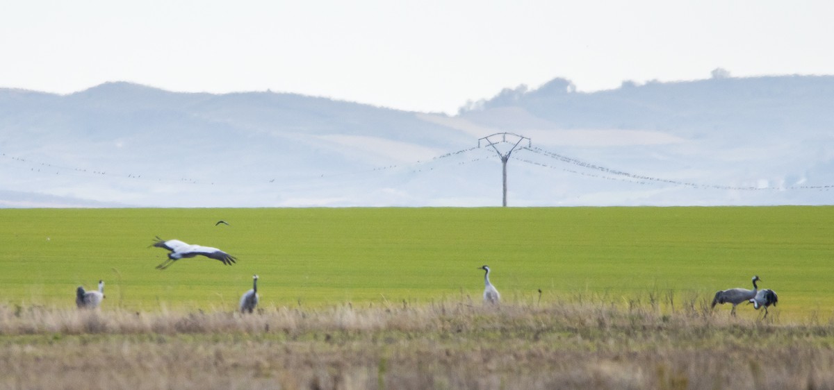 Common Crane - ML611660004