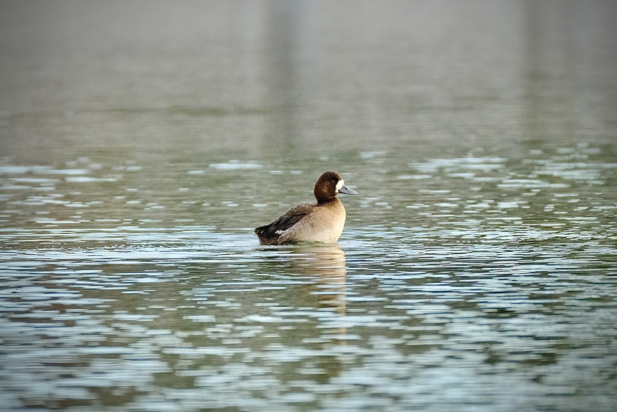 Greater Scaup - ML611660005