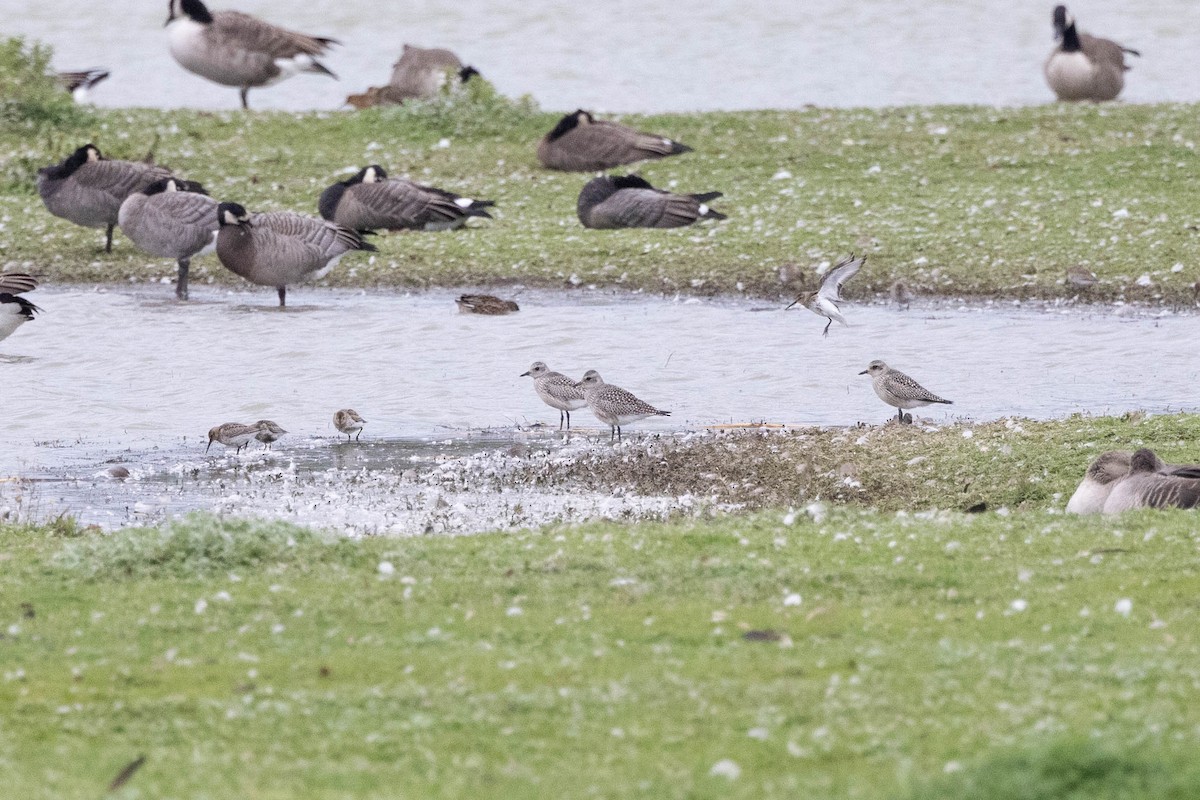 Black-bellied Plover - ML611660157