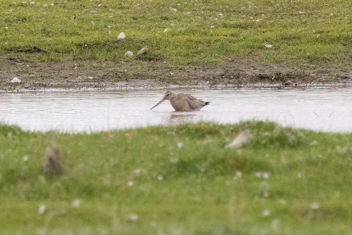 Bar-tailed Godwit - ML611660178