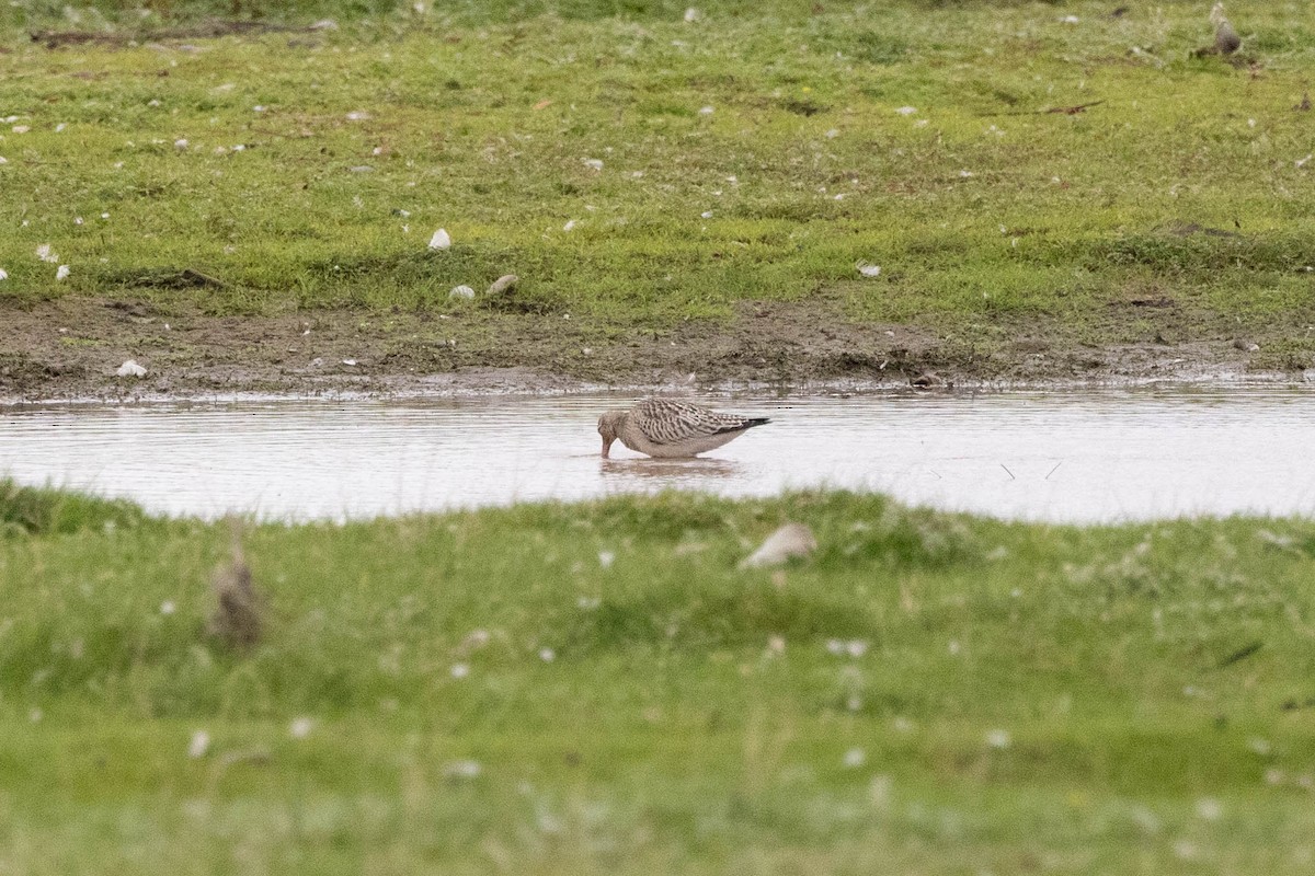 Bar-tailed Godwit - Eric Gustafson