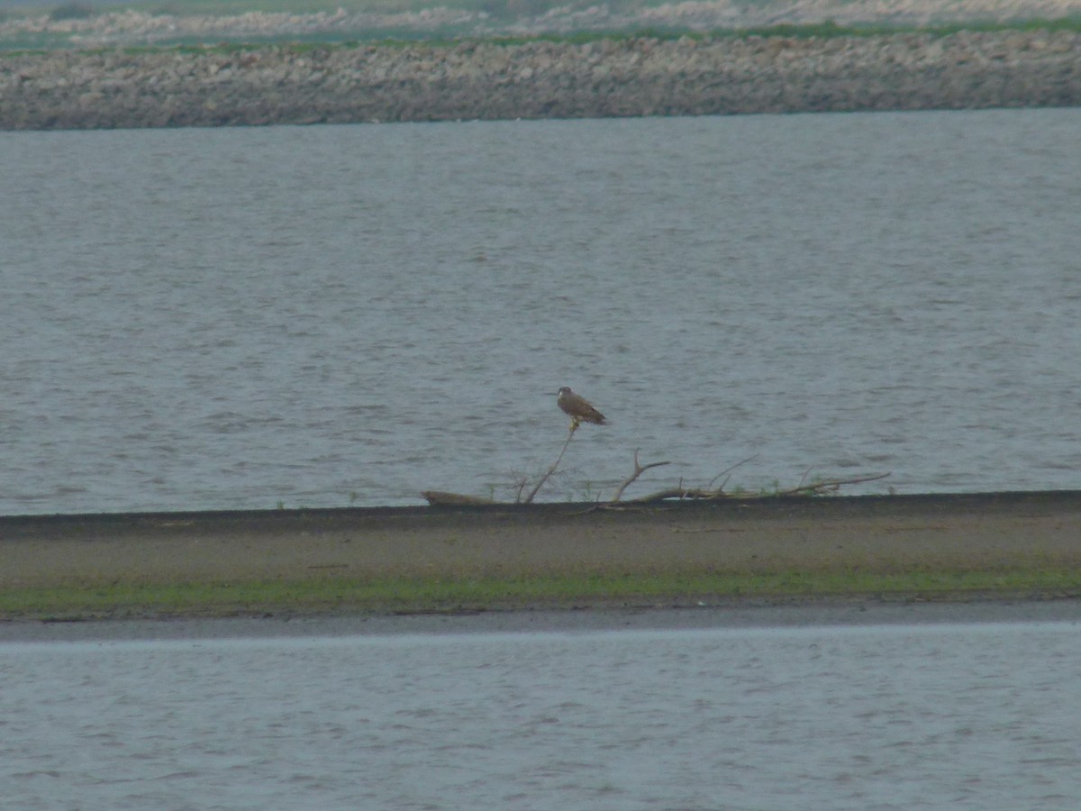 Peregrine Falcon - ML611660191