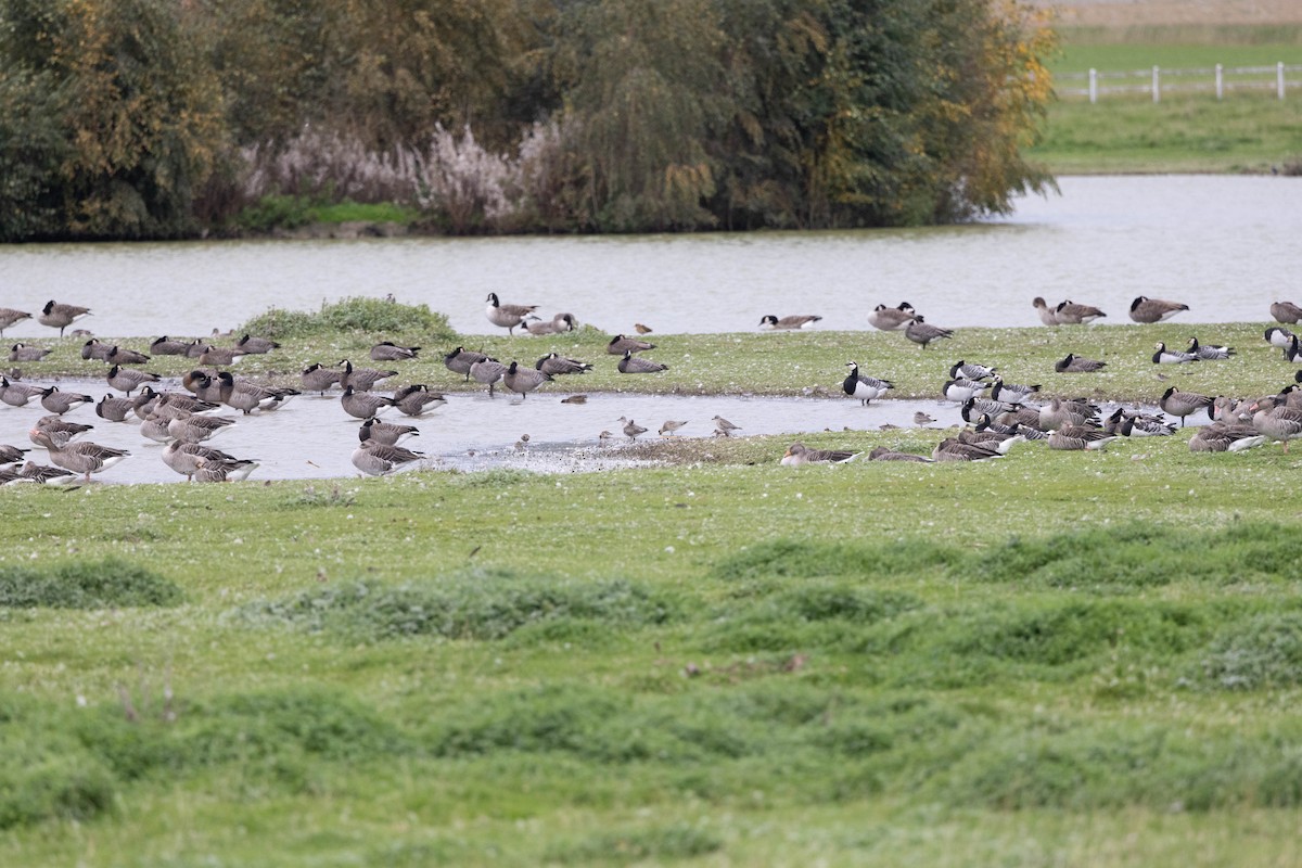 Barnacle Goose - Eric Gustafson