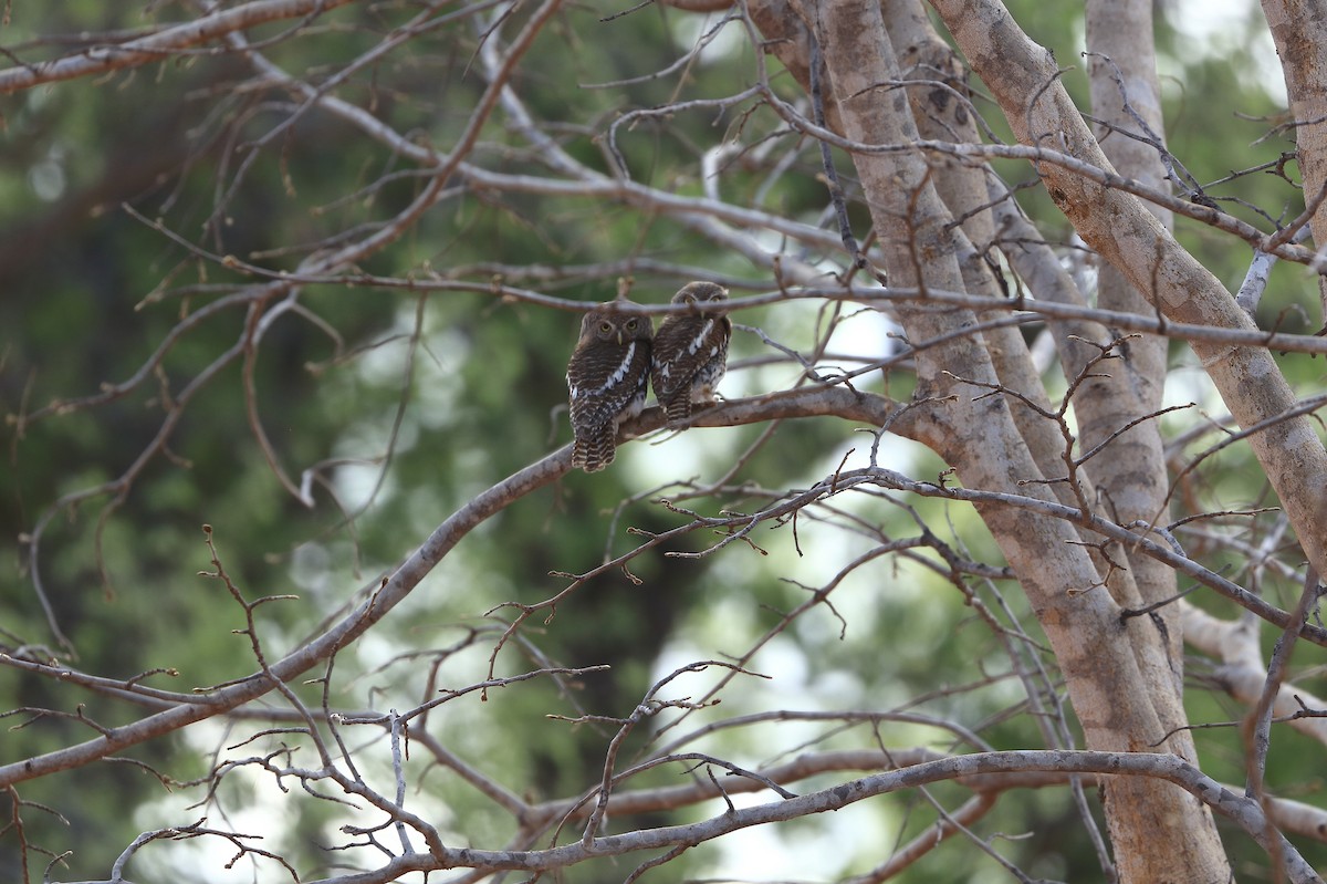 African Barred Owlet - ML611660249