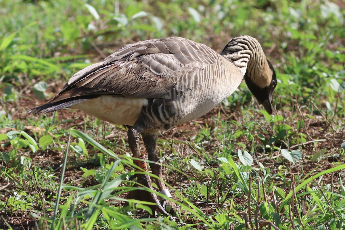 Hawaiian Goose - ML611660299