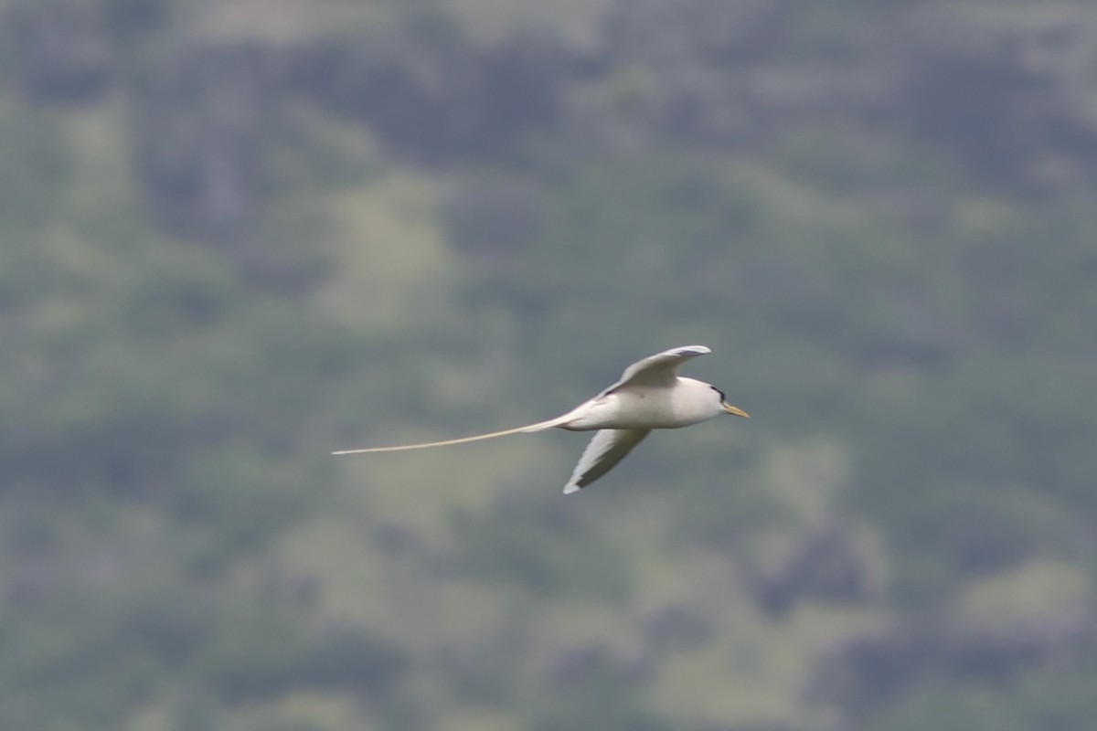 White-tailed Tropicbird - ML611660307