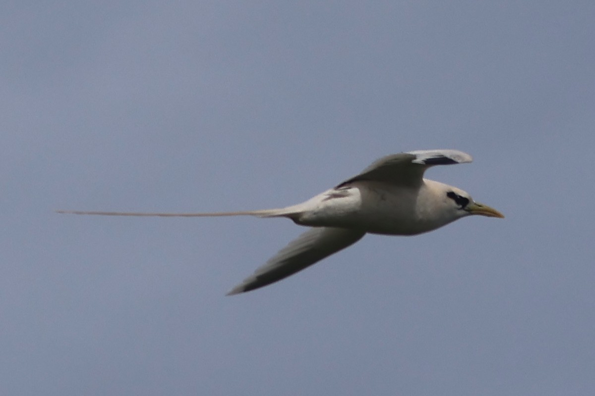White-tailed Tropicbird - ML611660309
