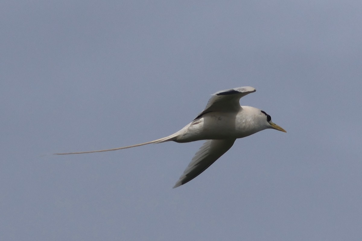 White-tailed Tropicbird - ML611660310