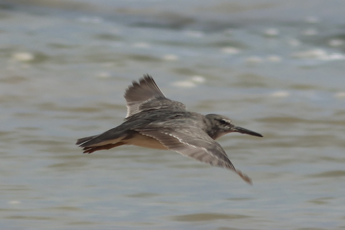 Wandering Tattler - ML611660318